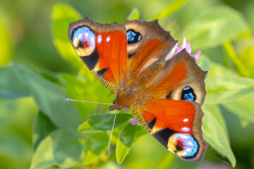 Aglais io, Peacock butterfly pollinating on flowers. Top view, open wings