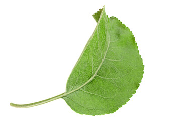 Obraz premium Apple leaf closeup