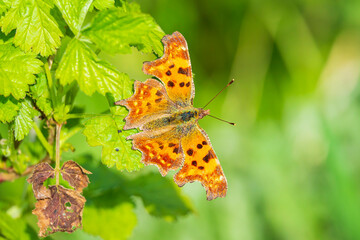 Comma butterfly Polygonia c-album resting top view