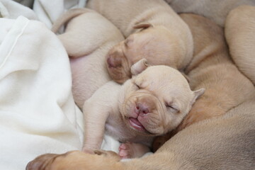 new born lovely adorable puppy pitbull 