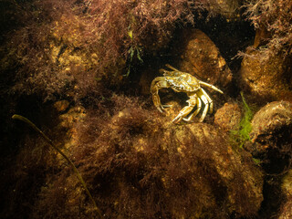 A closeup picture of a crab in a beautiful marine environment. Picture from Oresund, Malmo in southern Sweden.