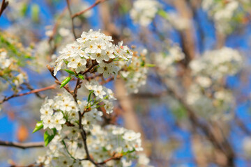 Obraz premium アメリカの桜