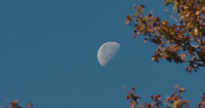 Moon half full on the sky with autumn leaves branches of a tree beautiful fall scenery on blue sky 