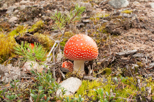 Bright red beautiful mushroom fly agaric in the forest.