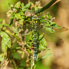Southern Hawker Dragonfly at rest