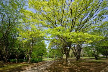 村上中央公園（千葉県八千代市）