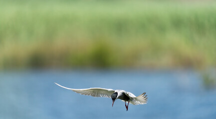 Common tern in flight with extended wings