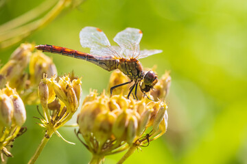 Sympetrum vulgatum Vagrant darter eating prey