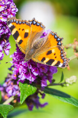 Aglais urticae small tortoiseshell butterfly top view isolated by nature