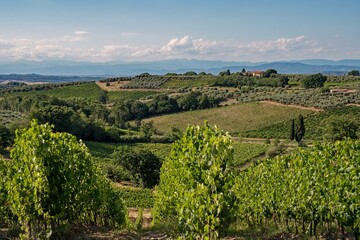 Fototapeta na wymiar Vineyards at the Tuscany Region in Italy near Gambassi Terme 