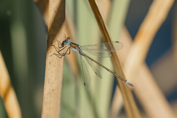Emerald Damselfly