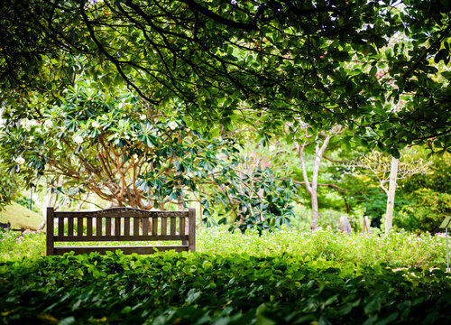 Wooden bench among gree trees and lush
