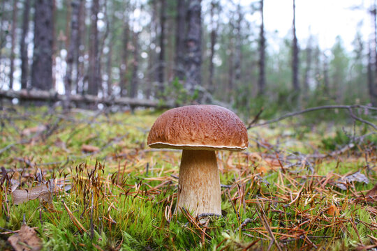 Large beautiful white mushroom on the background of a forest landscape.