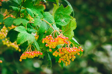 unripe berries of viburnum. A branch of red viburnum in the garden or in the forest. Guelder rose.