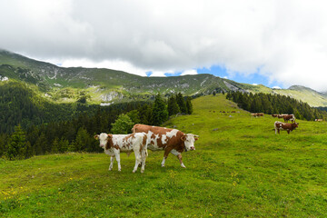 Fototapeta na wymiar Dairy Cows in Alps
