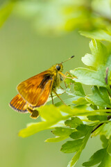 Large skipper Ochlodes sylvanus butterfly resting