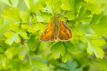 Large skipper Ochlodes sylvanus butterfly resting