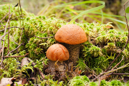 A couple of cute edible aspen mushrooms in the forest.