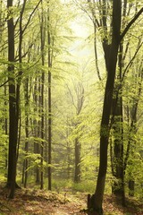 Misty spring beech forest at sunrise