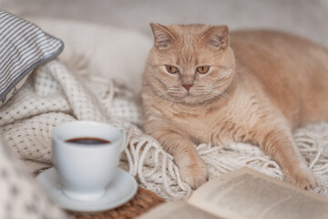 Cute ginger cat is sleeping in the bed on warm blanket. Cold autumn or winter weekend while reading a book and drinking warm coffee or tea.