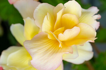 Fototapeta na wymiar Beautiful yellow begonia flower close up