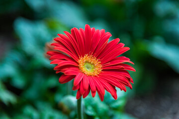 Obraz premium Macro Photo of Red Flower