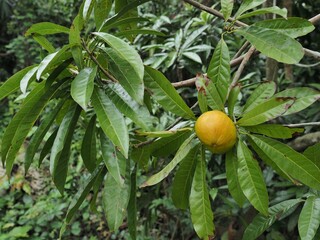 Obraz premium 沖縄県･石垣島･カニステル