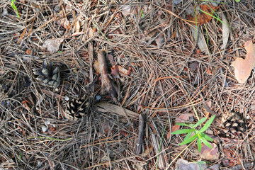 Ground texture in forest