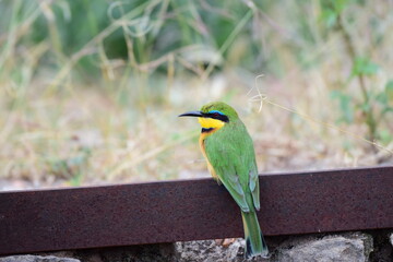 bee eater bird