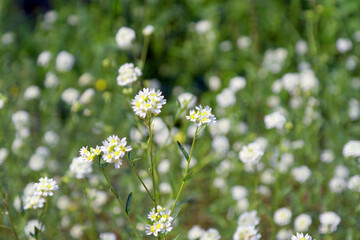 texture nature on field