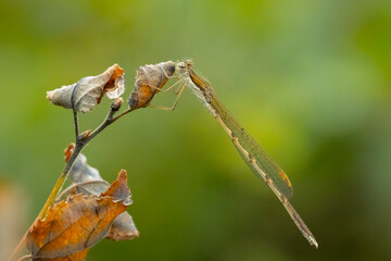 Common winter damselfly, Sympecma fusca, male