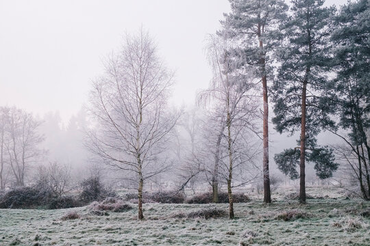 Trees and fog on a frosty morning. Santon Downham, Norfolk, UK.