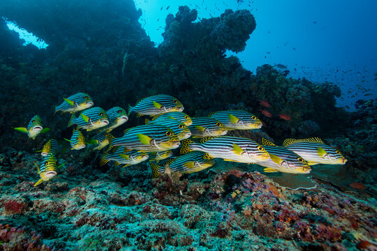 School of Yellow Banded sweetlips,Maldives,2016