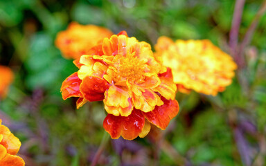 vibrant orange marigold flowers closeup in the garden