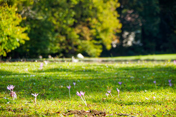 Romantic Garten Eden paradise public park of Schloss Nymphenburg castle palace in Munich, Germany...