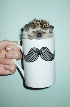 Hedgehog in a mug
