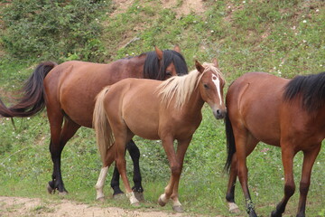 Obraz premium two horses grazing in a meadow