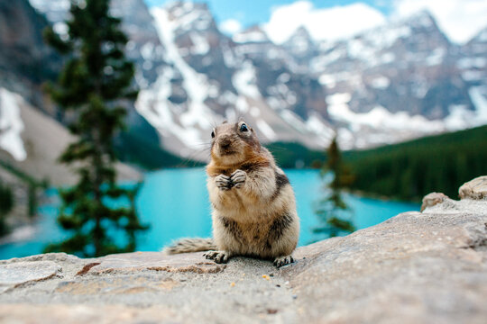 A chipmunk with a guilty face.