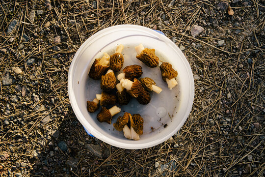Freshly picked morel mushrooms in a plastic bucket