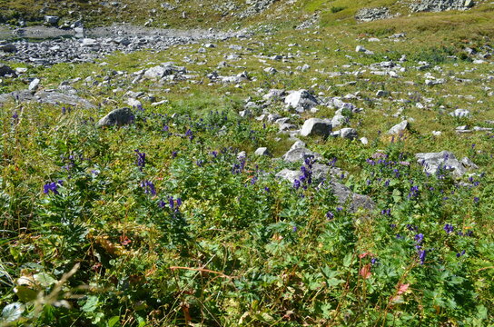 tojad mocny, Aconitum firmum, stanowisko w Tatrach w Dolinie za Mnichem