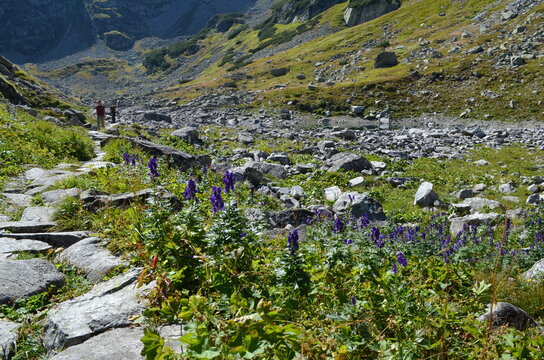 Kamienny szlak w Dolinie za Mnichem wśr&oacute;d kwitnących tojad&oacute;w, Tatry