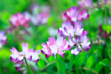 Fototapeta premium 蓮華