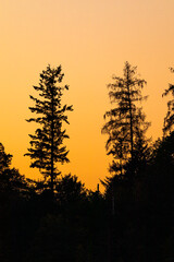 Wald bei Sonnenuntergang