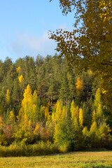 Obraz premium The trees are turning yellow on the mountain