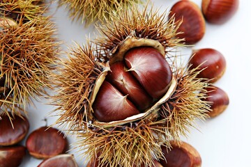 한국 과일 밤 입니다