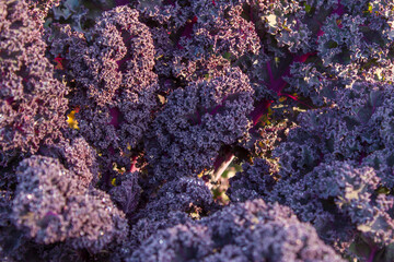 Purple kale growing in the garden