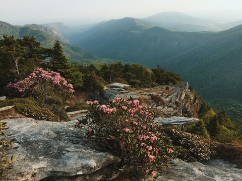 Linville Gorge in Bloom