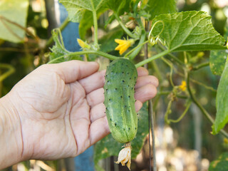 Fresh ripe cucumber growing in a greenhouse.