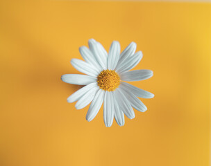 daisy flower