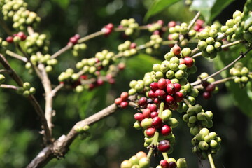 Robusta coffee plant with both ripe and unripe coffee beans on same branch photo taken on coffee plantation on sunny day